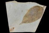 Fossil Hackberry (Celtis) Leaf - Montana #120829-1